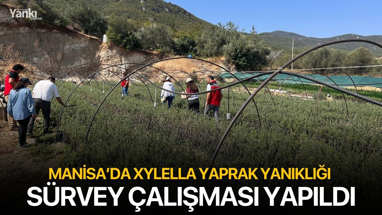 Manisa’da Xylella Yaprak Yanıklığı Sürvey Çalışması Yapıldı