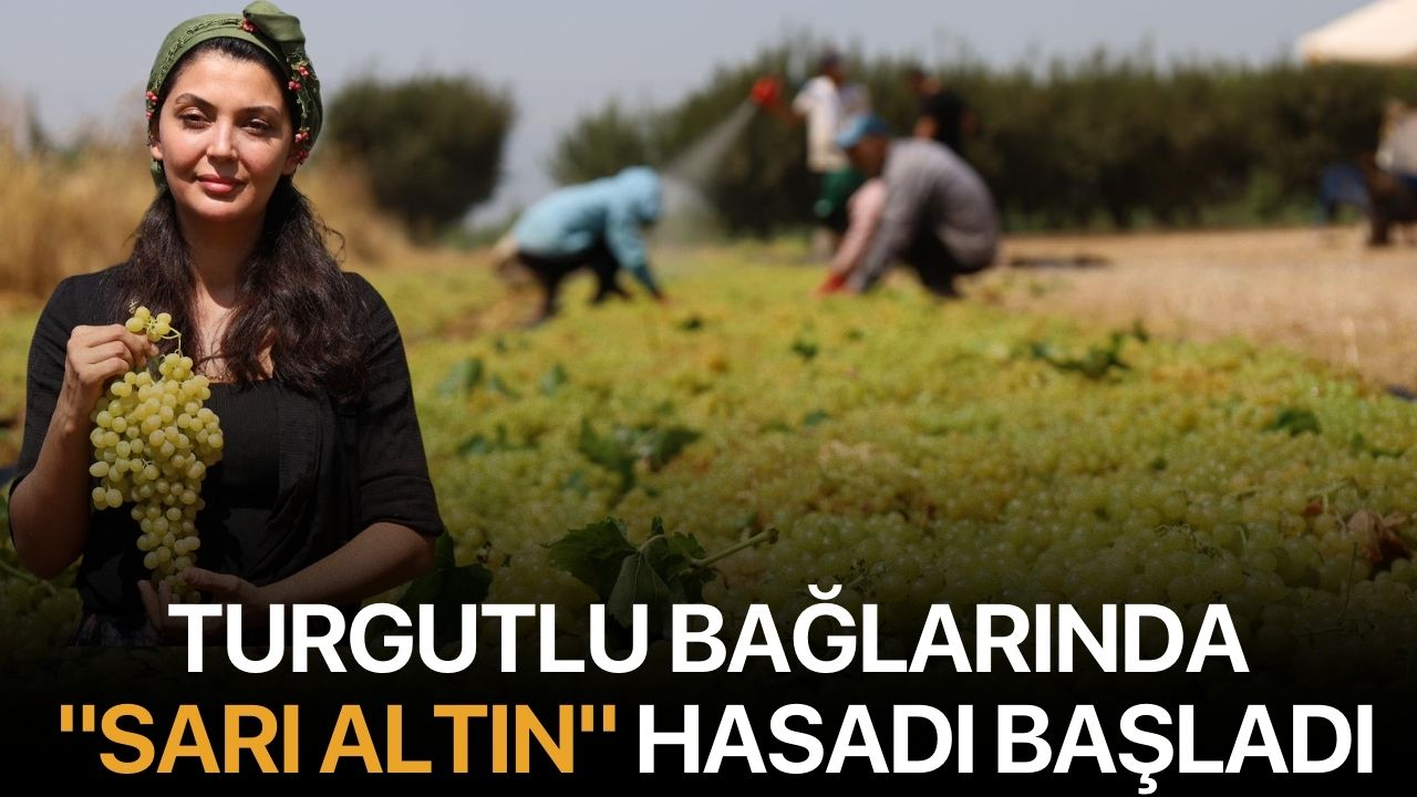 Turgutlu Bağlarında "Sarı Altın" Hasadı Başladı