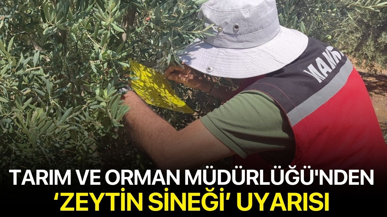 Tarım ve Orman Müdürlüğü'nden ‘zeytin sineği’ uyarısı