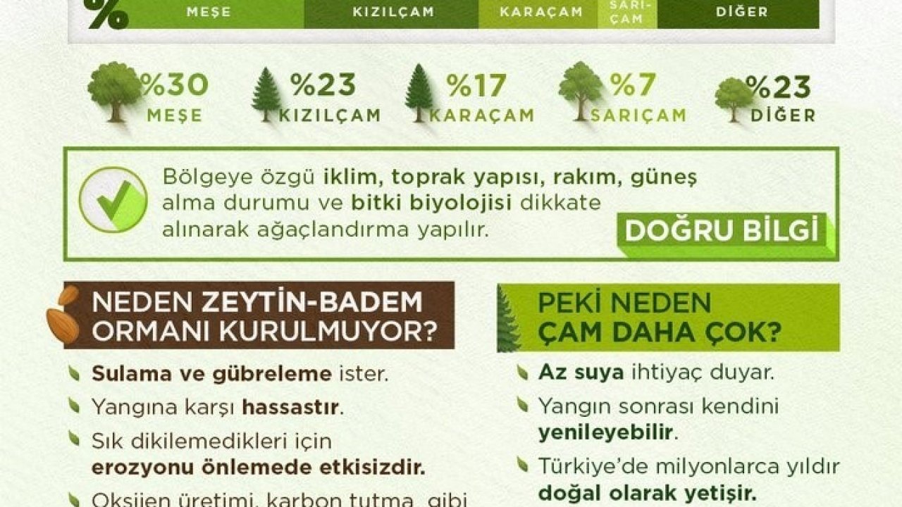 OGM tarafından orman yangınlarından sonra yapılan çalışmalar açıklandı