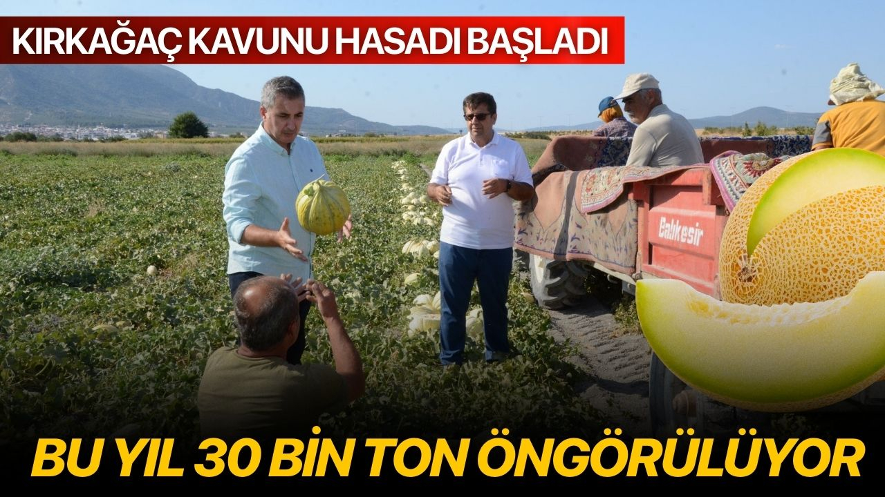 Kırkağaç kavunu hasadı başladı: Bu yıl 30 bin ton öngörülüyor