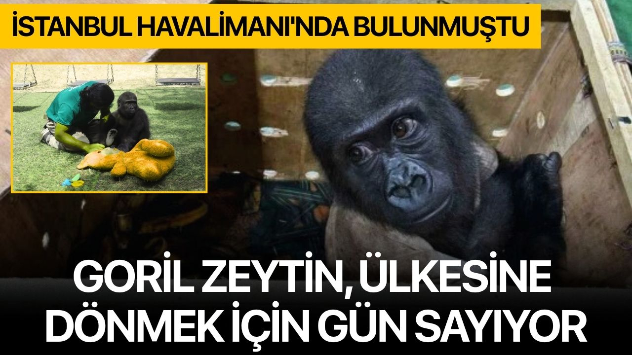 Goril Zeytin, ülkesine dönmek için gün sayıyor