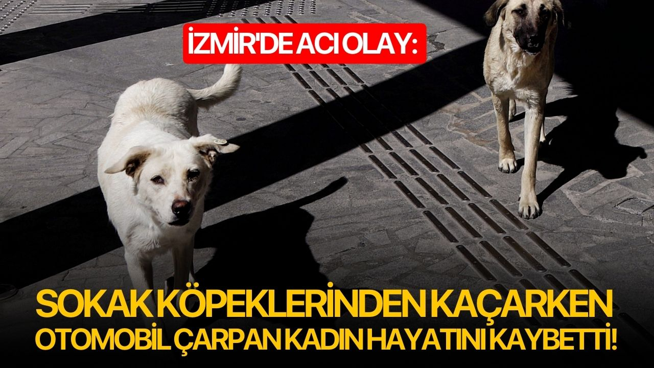 Sokak köpeklerinden kaçarken otomobil çarpan kadın hayatını kaybetti!