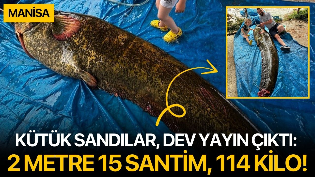 Kütük sandılar, dev yayın çıktı: 2 metre 15 santim, 114 kilo!