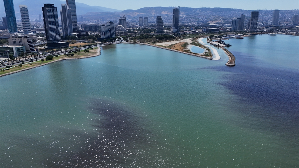 İzmir Körfezi'nde balık ölümleri yeniden başladı