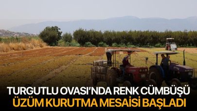 Turgutlu Ovası'nda Renk Cümbüşü: Üzüm Kurutma Mesaisi Başladı
