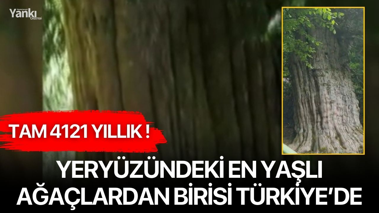 Yeryüzündeki en yaşlı ağaçlardan birisi Türkiye’de: Tam 4121 yıllık !