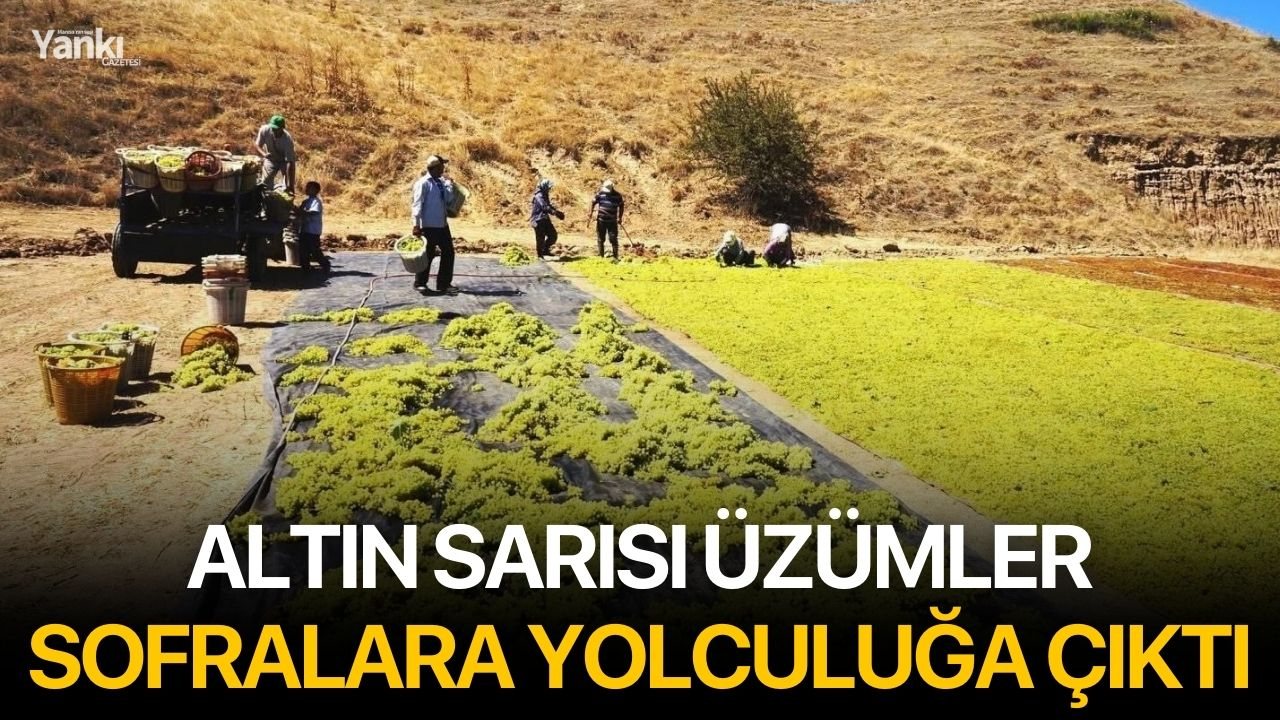 Altın sarısı üzümler sofralara yolculuğa çıktı
