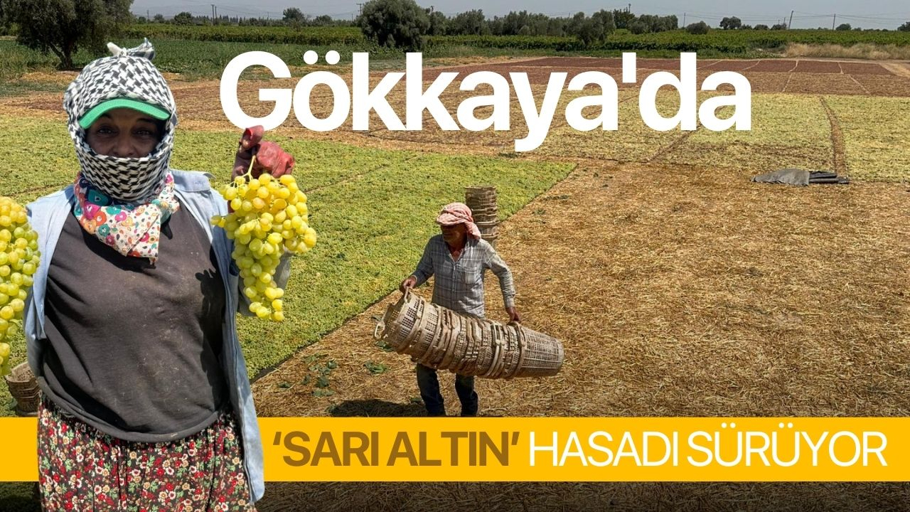 Gökkaya'da 'Sarı Altın' Hasadı Sürüyor