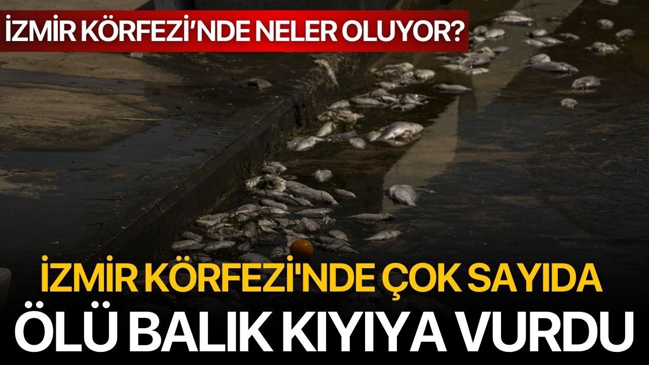 İzmir Körfezi'nde çok sayıda ölü balık kıyıya vurdu