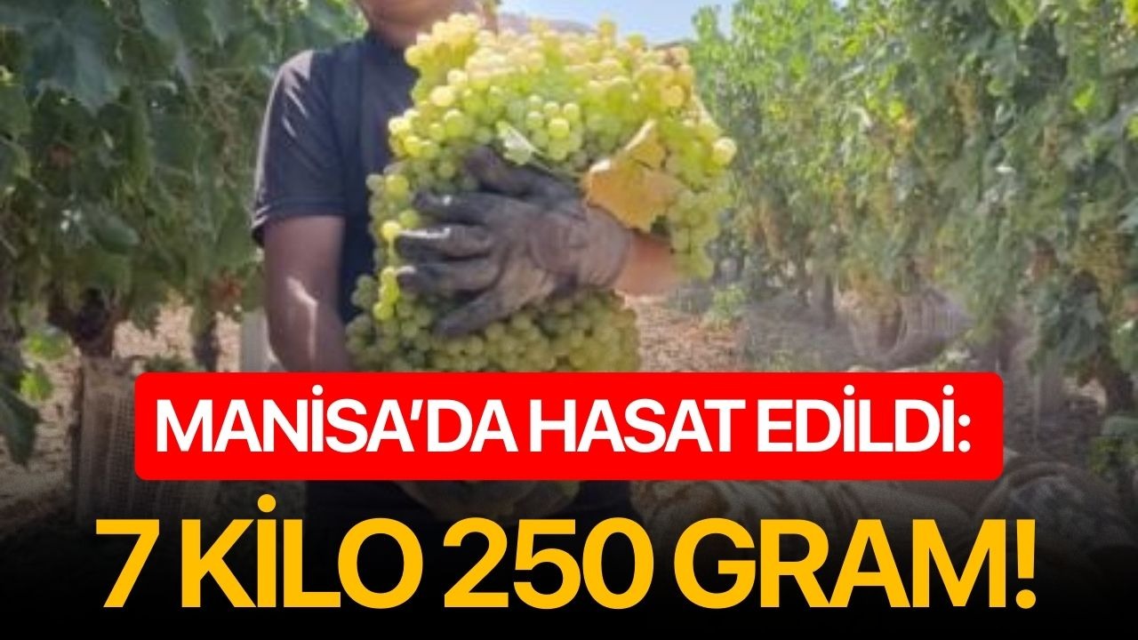 Manisa’da hasat edildi: 7 kilo 250 gram!