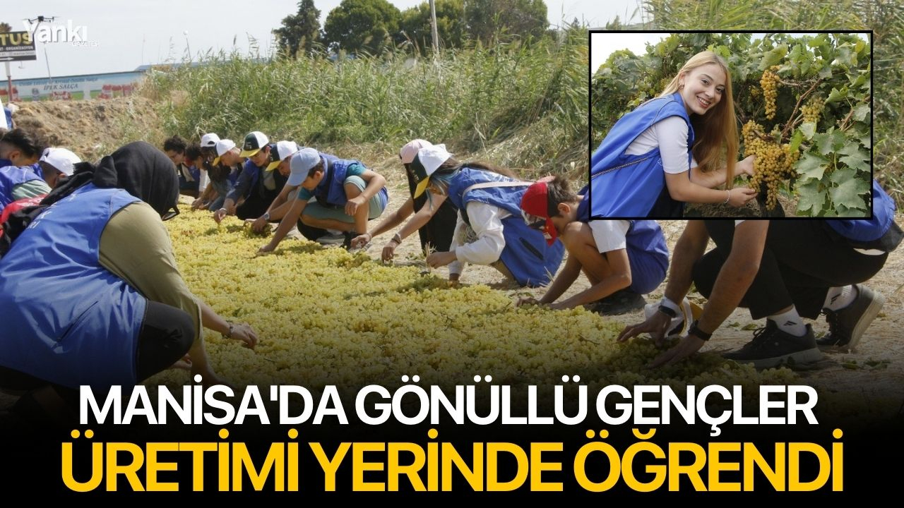 Manisa'da gönüllü gençler üretimi yerinde öğrendi