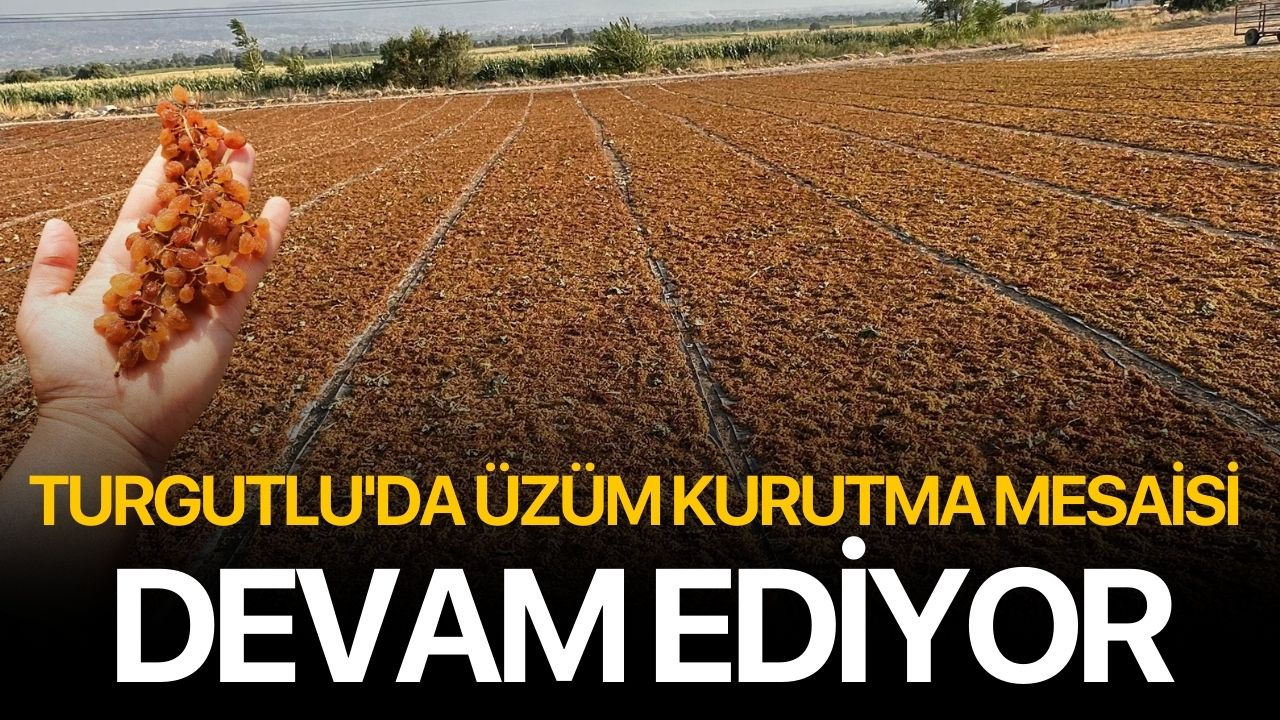 Turgutlu'da üzüm kurutma mesaisi devam ediyor