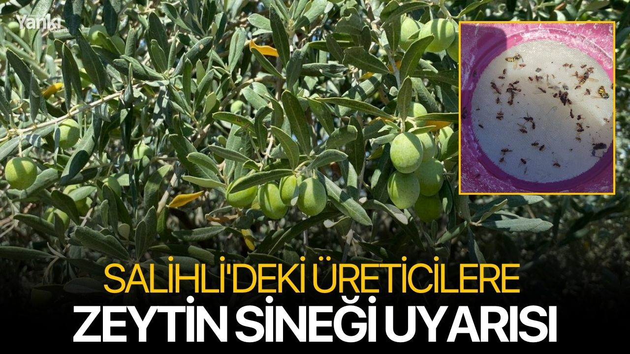 Salihli'deki üreticilere zeytin sineği uyarısı