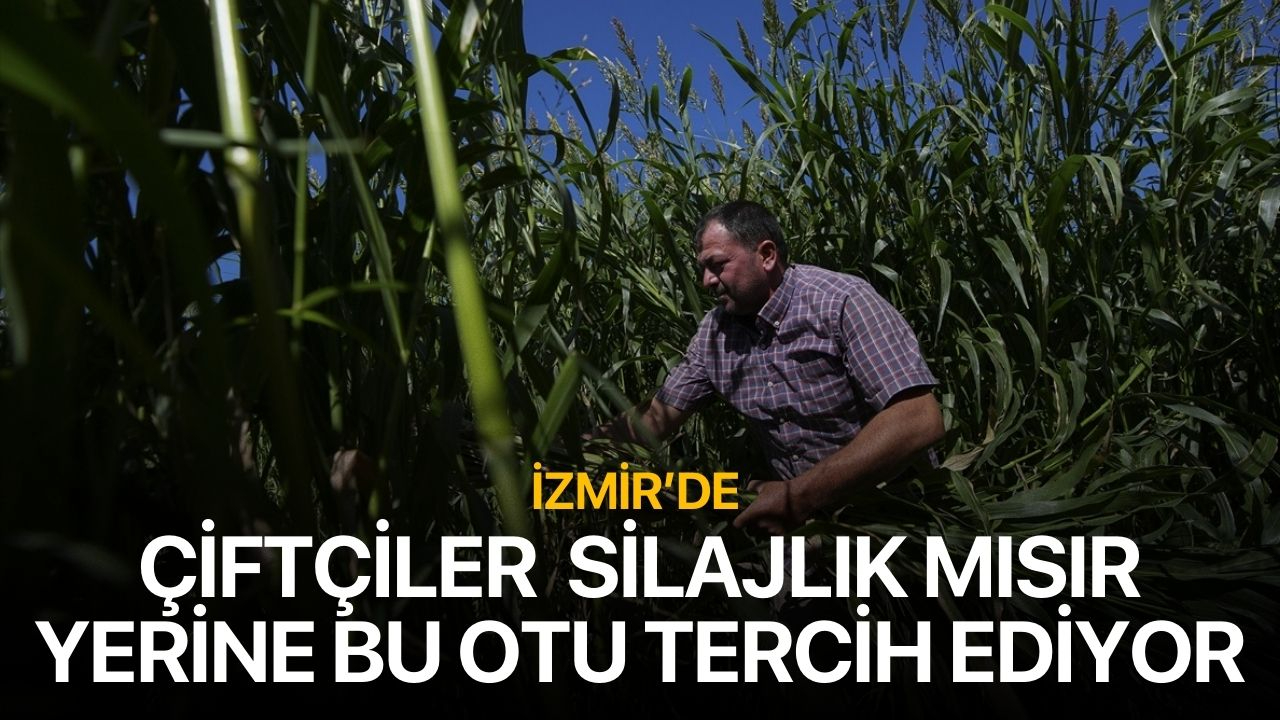 İzmir'de  silajlık mısır  yerine sorgum sudan otu