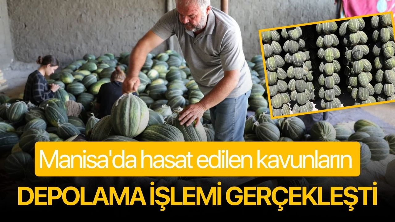 Manisa'da hasat edilen kavunların depolama işlemi gerçekleşti