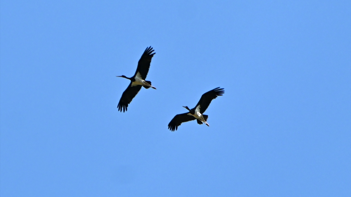 Türkiye'de nadir görülen kara leylek Ahmetli'de görüntülendi