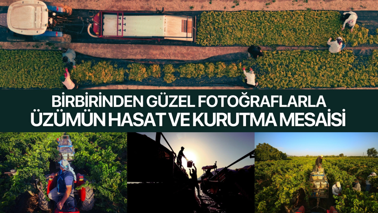 Birbirinden güzel fotoğraflarla, üzümün hasat ve kurutma mesaisi