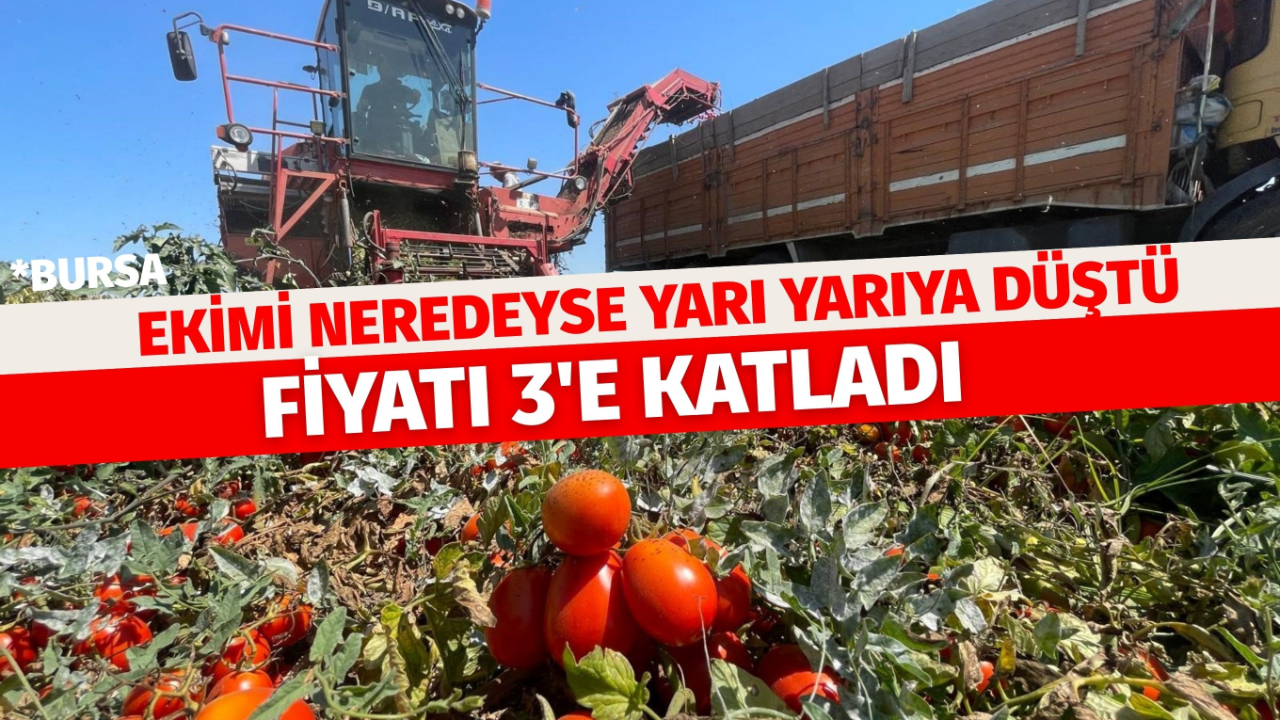 Ekimi neredeyse yarı yarıya düştü! Fiyatı 3'e katladı