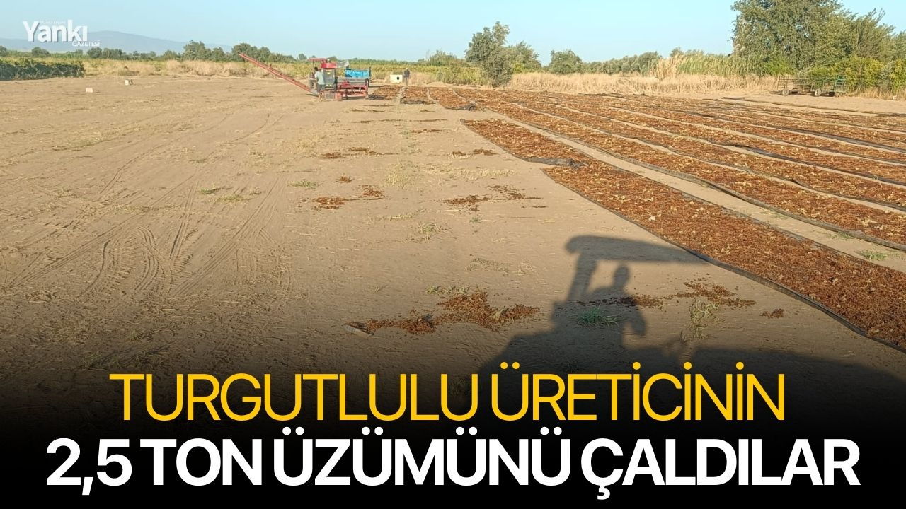 Turgutlulu üreticinin 2,5 ton üzümünü çaldılar