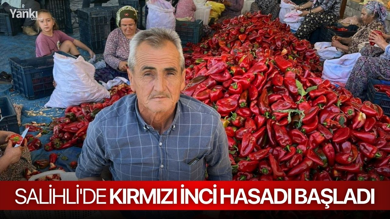 Salihli'de kırmızı inci hasadı başladı