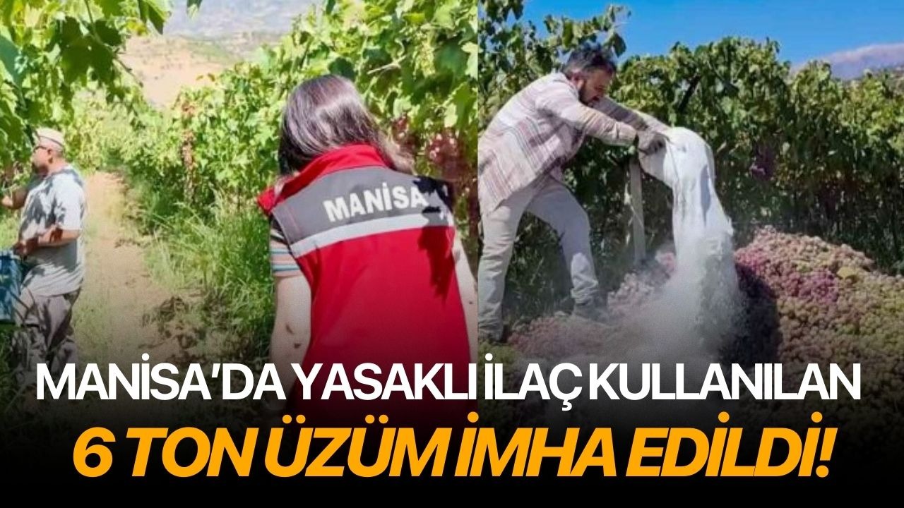 Manisa’da yasaklı ilaç kullanılan 6 ton üzüm imha edildi!