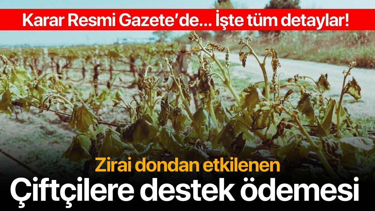 Zirai dondan zarar gören çiftçilere destek ödemesi yapılacak!