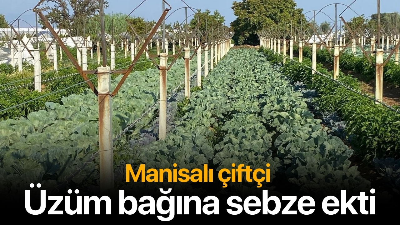 Üzüm bağında sebze de yetiştiriyor