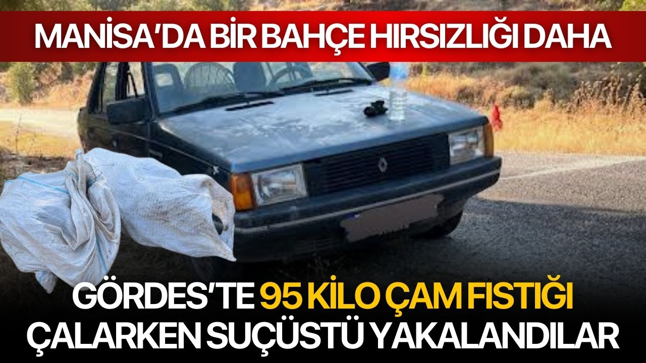 Gördes’te 95 Kilo Çam Fıstığı Çalarken Suçüstü Yakalandılar