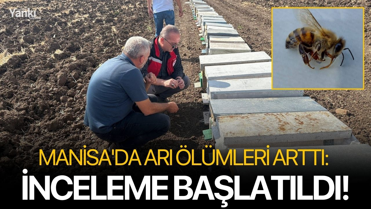 Manisa'da arı ölümleri arttı: İnceleme başlatıldı!