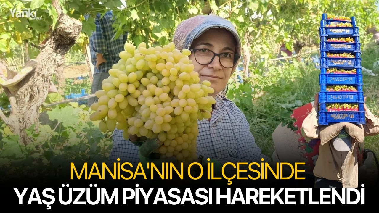 Manisa'nın o ilçesinde yaş üzüm piyasası hareketlendi