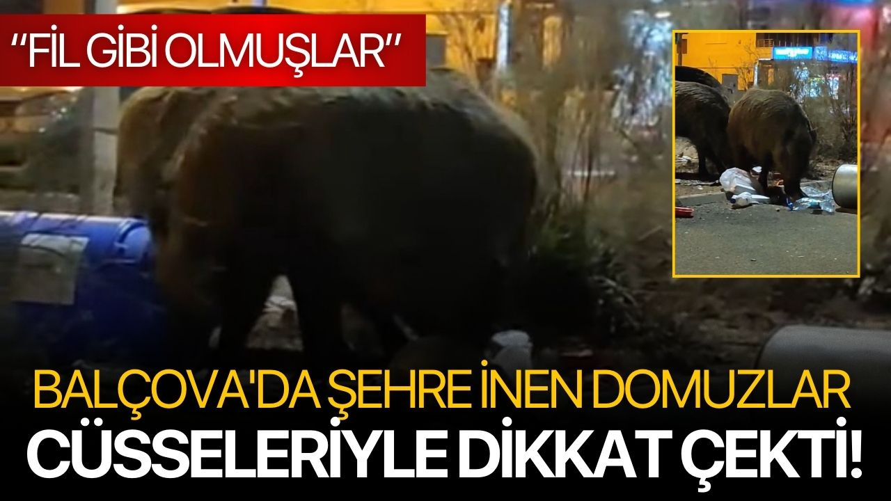 Balçova'da şehre inen domuzlar cüsseleriyle dikkat çekti!