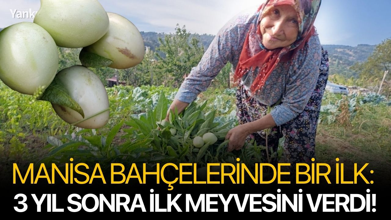 Manisa bahçelerinde bir ilk: 3 yıl sonra ilk meyvesini verdi!