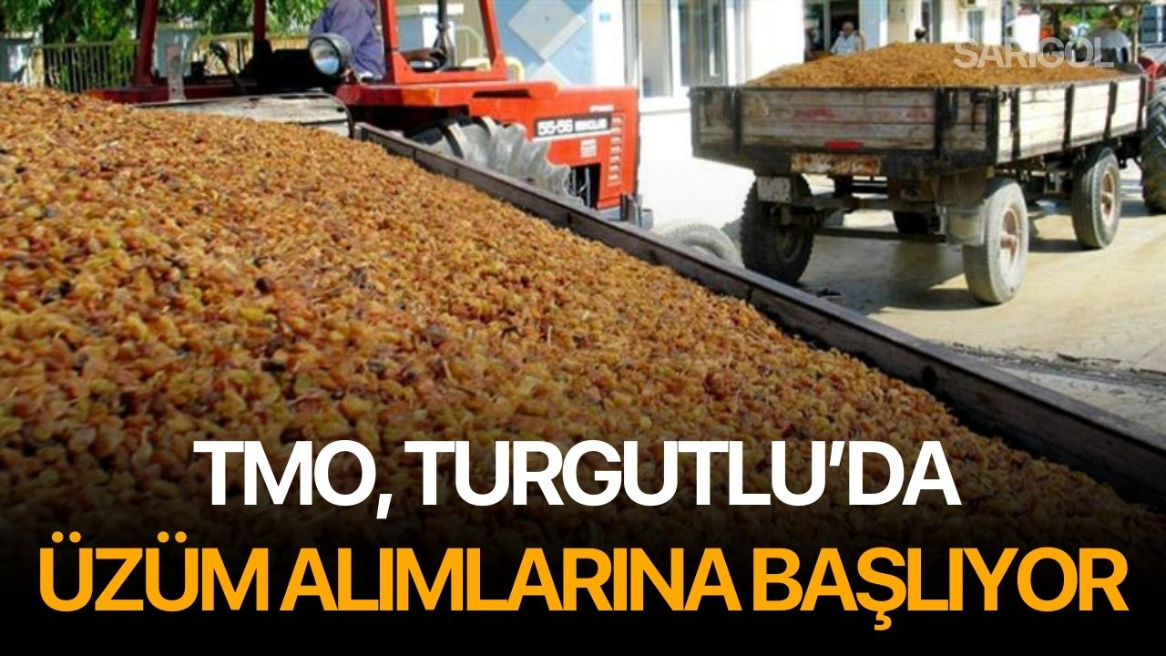 TMO, Turgutlu’da üzüm alımlarına başlıyor