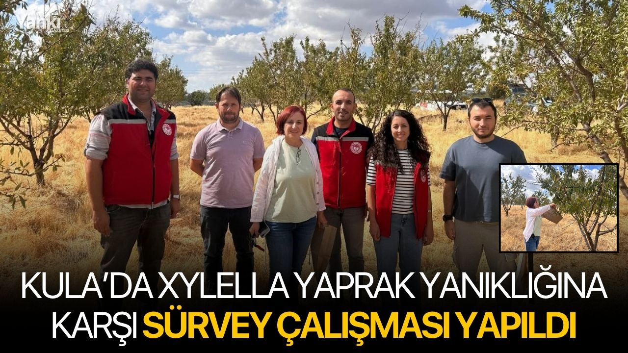 Kula’da Xylella Yaprak Yanıklığına Karşı Sürvey Çalışması Yapıldı