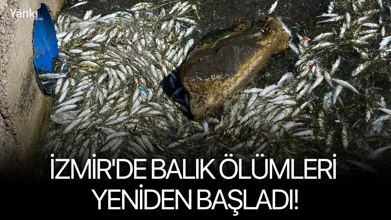 İzmir'de balık ölümleri yeniden başladı!