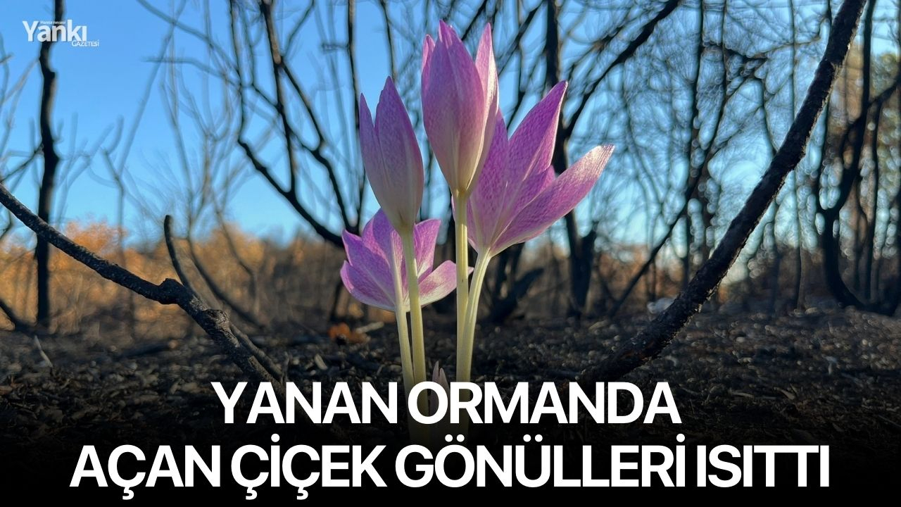 Yanan ormanda açan çiçek gönülleri ısıttı