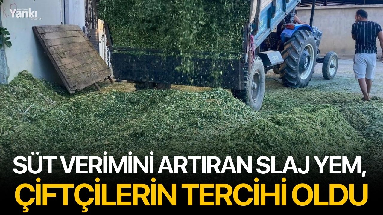 Süt Verimini Artıran Slaj Yem, Çiftçilerin Tercihi Oldu