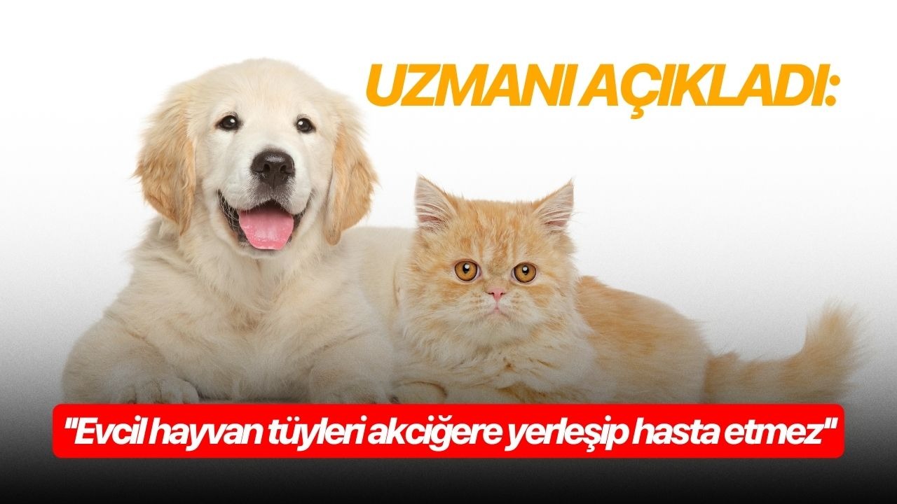 Uzmanı açıkladı: ''Evcil hayvan tüyleri akciğere yerleşip hasta etmez''