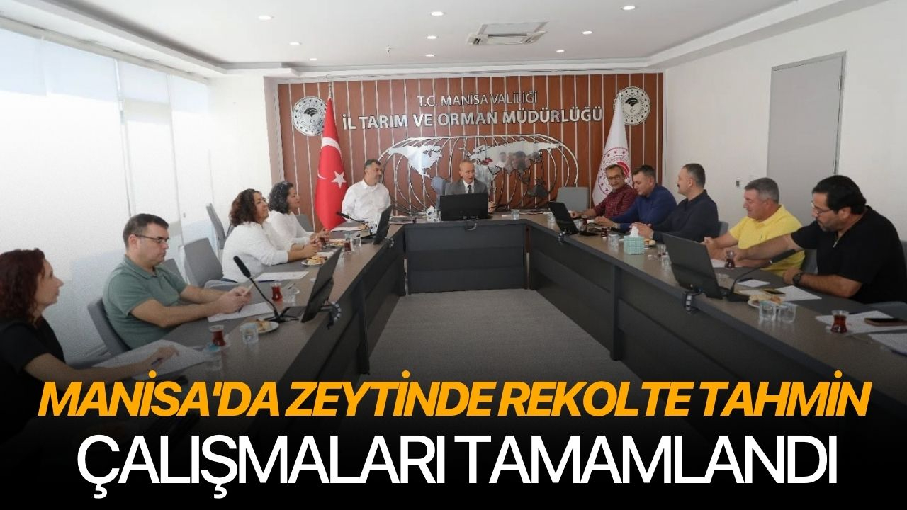 Manisa'da Zeytinde Rekolte Tahmin Çalışmaları tamamlandı