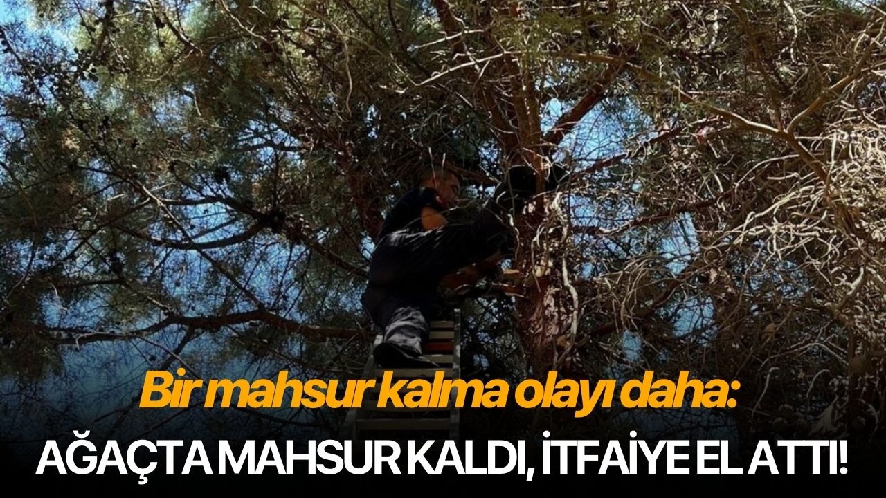 Bir mahsur kalma olayı daha: Ağaçta mahsur kaldı, itfaiye el attı!