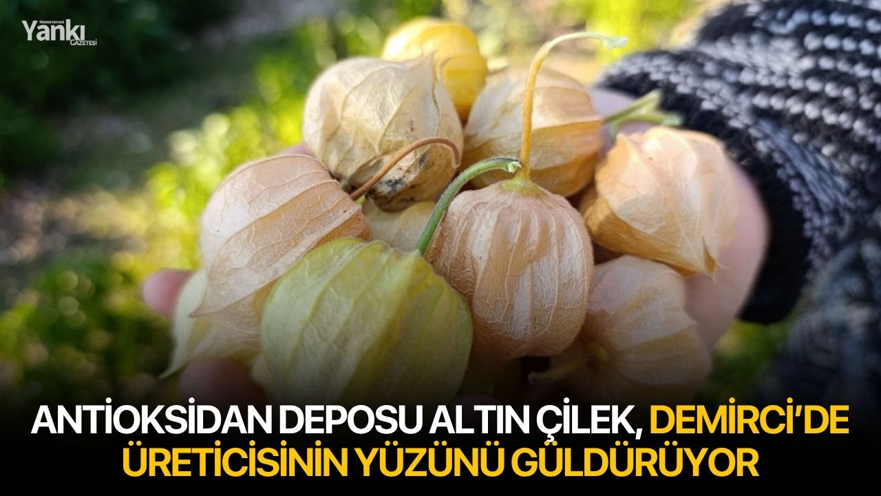 Antioksidan Deposu Altın Çilek, Demirci’de Üreticisinin Yüzünü Güldürüyor