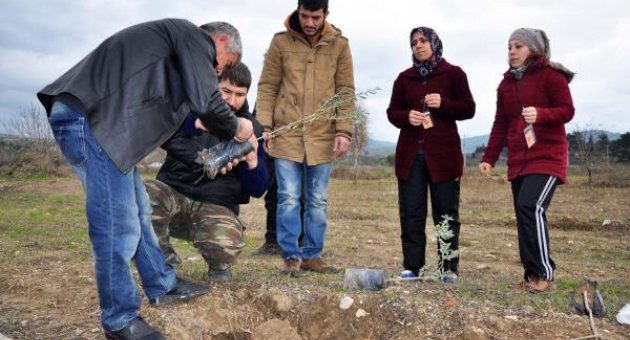 301 madenci anısına 301 adet zeytin fidanı dikilecek.