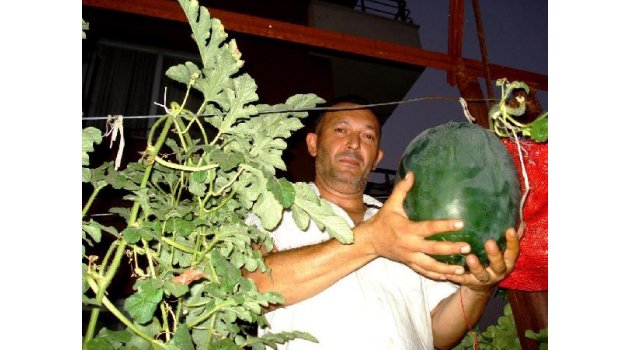 Askıda karpuz