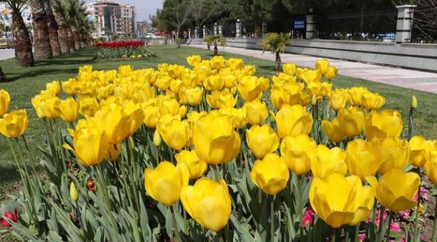 Baharın gelişiyle  laleler çiçek açtı