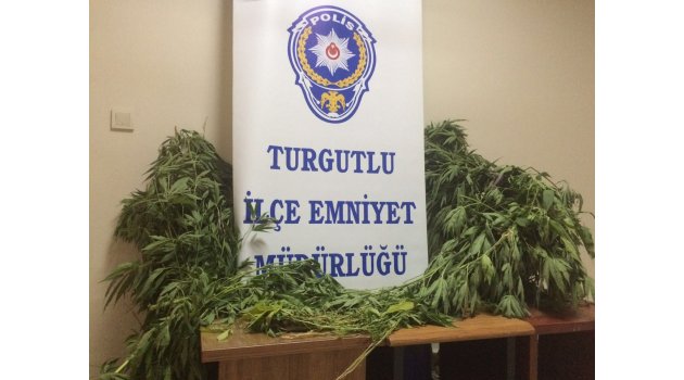 Boş arazide 110 kök kenevir bitkisi ele geçirildi