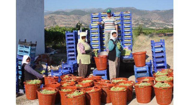 Bu yılın ilk üzüm ihracatı gerçekleşti