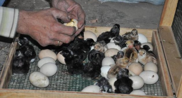 Buzdolabından kuluçka makinası
