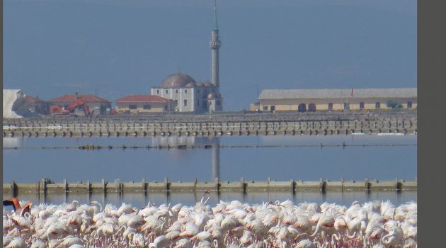 Çevre Gününde Dünyaya 17 Bin Yeni Flamingo