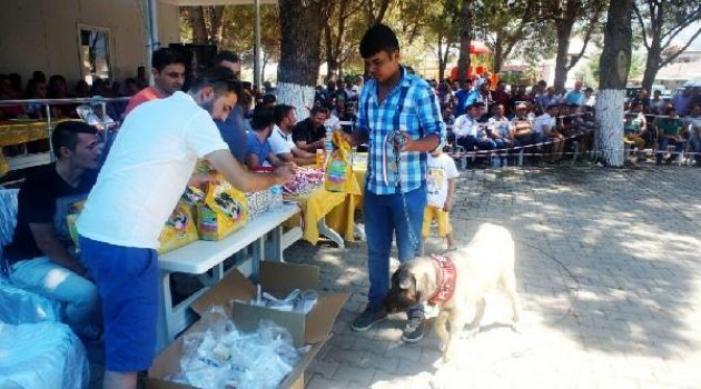 Çoban köpekleri yarıştı